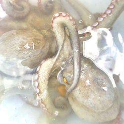 焼津港で良型のタコとカマス